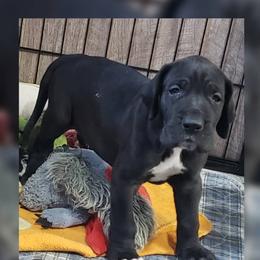 Great Dane Puppies from Gentle Giants of Tennessee Great Danes