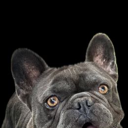 Major - French Bulldog