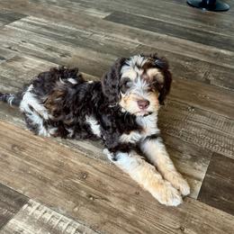Gale - Phantom female Bernedoodle puppy in Savannah, Missouri from Rose Creek Mini Aussies and doodles