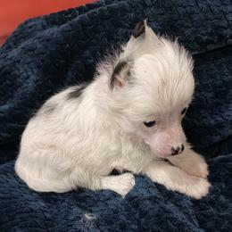 Flynn - Black and white male Chinese Crested puppy in Fuquay Varina, North Carolina from Frozen Star Kennels