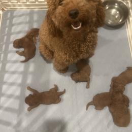 Goldendoodle and Poodle Puppies from Poodle Lovers