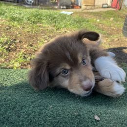 Miniature Australian Shepherd Puppies from Lavish Luxuries Mini and Toy Australian Shepherds