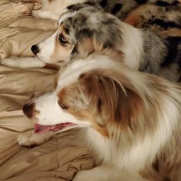 Miniature American Shepherds and Miniature Australian Shepherds from Karen Ross's Miniature American Shepherds