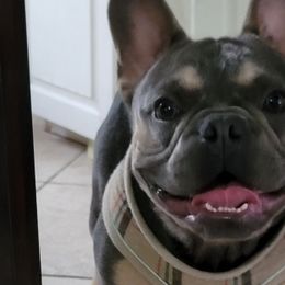 French Bulldogs from Rolon Frenchies