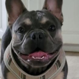 French Bulldogs from Rolon Frenchies
