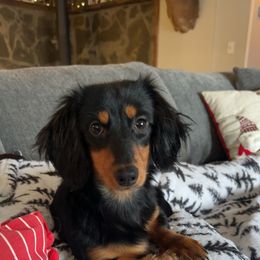 Dachshund Puppies from Golden Creek Farm
