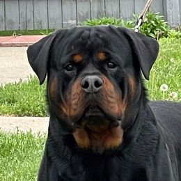 Crocop - Rottweiler