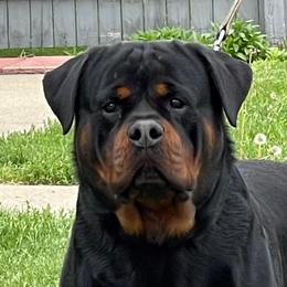 Crocop - Rottweiler