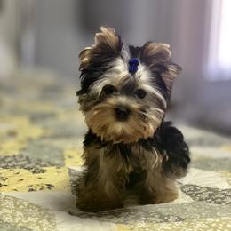 Boy 1 - Yorkshire Terrier puppy from Jennipher Caso