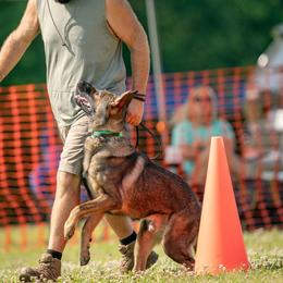 German Shepherd puppies from The Iron Canine