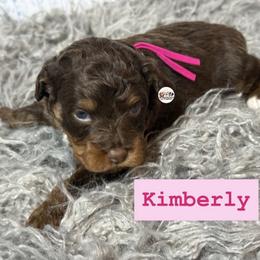 Kimberly - Red phantom female Aussiedoodle puppy in Fort Worth, Texas from Doodles by Dada