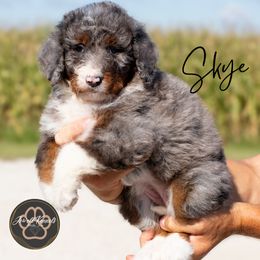 Skye - Merle female Bernedoodle puppy in Allerton, Iowa from Jewell Kennels