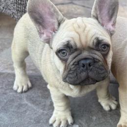 Bruce from OFA'd Parents - Fawn male French Bulldog puppy in Billings, Montana from Yellowstone Frenchies