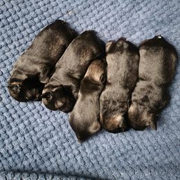 Miniature Schnauzer puppies from Kings Miniature Schanuzers