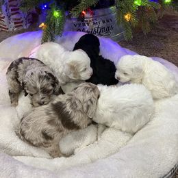 Bernedoodle and Cockapoo Puppies from Pine Haven Doodles
