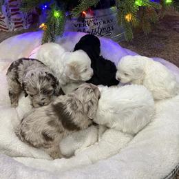 Bernedoodle and Cockapoo Puppies from Pine Haven Doodles