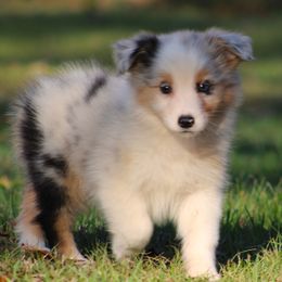 Blue  Merle Female 2 - Blue merle female Australian Shepherd puppy in Northport, Alabama from Sipsey River Australian Shepherds