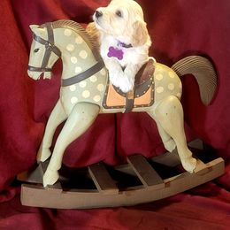 Goldendoodle Puppies from Magical Goldendoodles of Pioneer Valley, MA