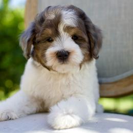 Beluga - Grey and white male Bernedoodle puppy in Queen Creek, Arizona from Dulcito Doodles