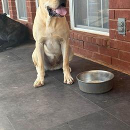 Peaches - Cane Corso