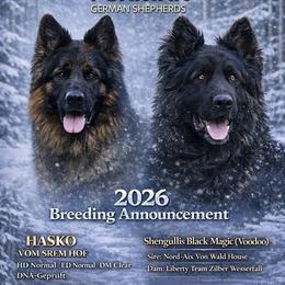 German Shepherd puppies from Furman German Shepherds