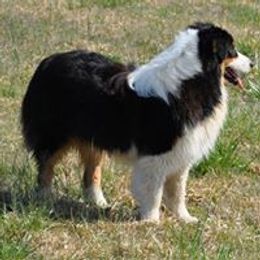 Australian Shepherd Puppies from Triple S Aussies