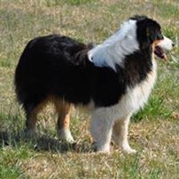 Australian Shepherd Puppies from Triple S Aussies