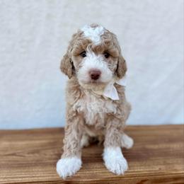 Teddy - Cream male Goldendoodle puppy in Rio Linda, California from Plush Doodles