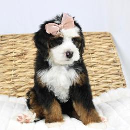 Snow White - Tri-color female Bernedoodle puppy in Casa Grande, Arizona from AzDoodle Dandies