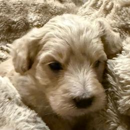 Grace white stripe chest gold - Apricot female Labradoodle puppy in Churchill County Fallon, Nevada from Card Family Ranch