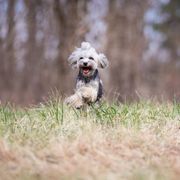 Lowchen from PreVi Kennels