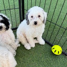 Finn - Merle male Cockapoo puppy in Crosby, Texas from Painted Rose Poodles and Doodles