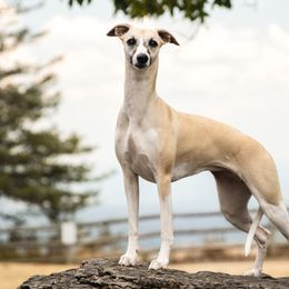 Mila - Whippet