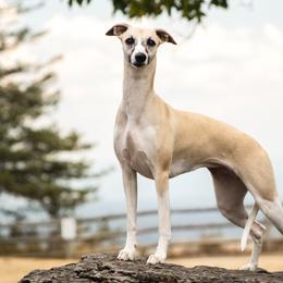 Mila - Whippet