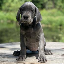 Bonnie - Blue female Great Dane puppy in Beulah, Michigan from Northwood Euro Danes and Bassets