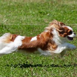Cavalier King Charles Spaniels from Kelley Adair