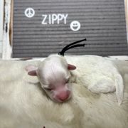 Zippy - White female Mal-Shi puppy in Raleigh, North Carolina from Loveable Litters