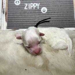 Zippy - White female Mal-Shi puppy in Raleigh, North Carolina from Loveable Litters