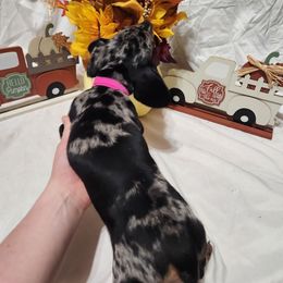 Dapple girl - Dapple female Dachshund puppy in Cameron, Texas from Kelli's Dachshunds