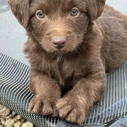 Girl 4 - Brown and white female Aussiedoodle puppy in Hillsboro, Illinois from Perfect Paws Puppies