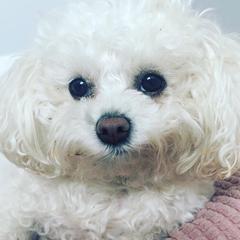 Bologneses from Bolognese Babes