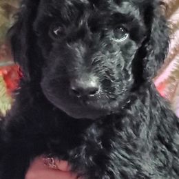 Assorted Doodle Crosses from Lucky Day Ranch Puppies