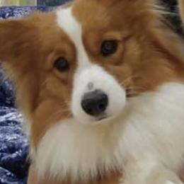 Pembroke Welsh Corgis from Cross t Corgi farm