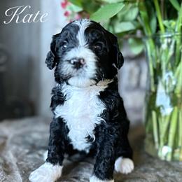Bernedoodle Puppies from Hudson Shore Bernedoodles