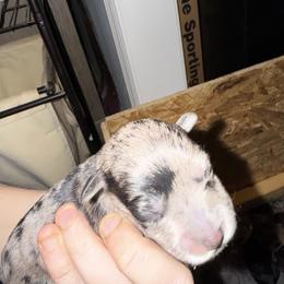 Black Collar - Merle male Schnoodle puppy in Winchester, Tennessee from Mahaffey’s Doodles