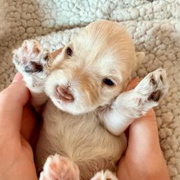Leia - White female Miniature Schnauzer puppy in Warrenton, Oregon from Larsen’s Adorable Pups