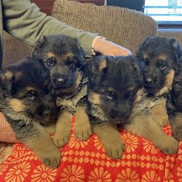 German Shepherd Puppies from Haus Vinzant Kennel