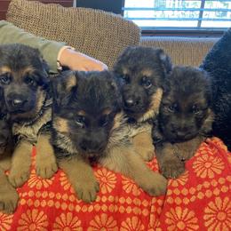 German Shepherd Puppies from Haus Vinzant Kennel