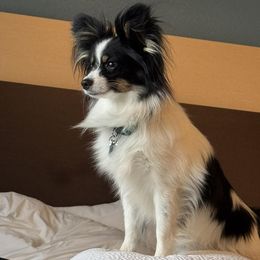Papillon All Grown Up from Heather's Papillons