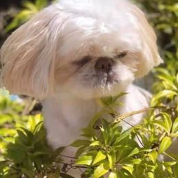 Shih Tzus from Tracey’s Precious Shih-Tzus